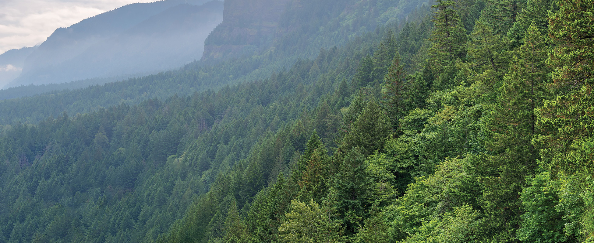 landscape-analysis-college-of-forestry